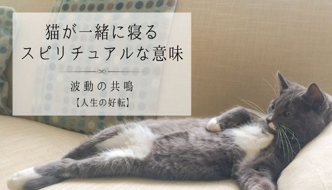 猫が一緒に寝るスピリチュアルな意味の説明